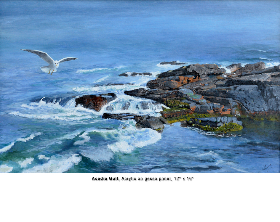 Acadia Gull